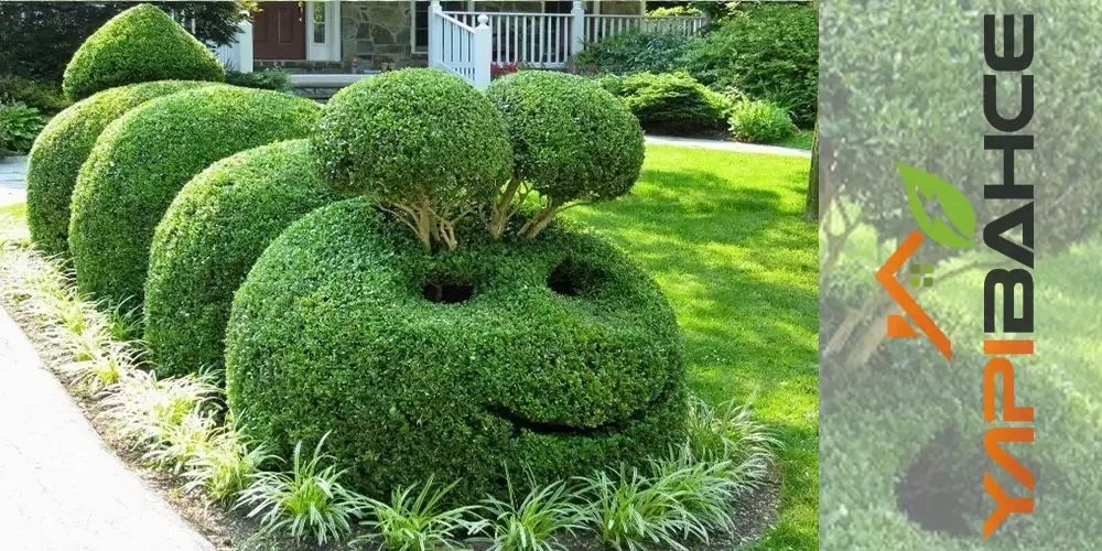 Ağaç Budama Sanatı Topiary Nasıl Yapılır?