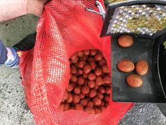 Kadıoğlu Cks80 80 Litre 60 Kg Ceviz Soyma Makinesi Sabit Devirli